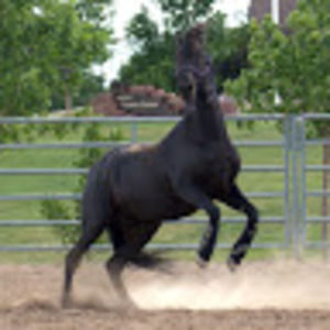 Meet your Posher, Litchford